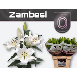 LI OT ZAMBESI 4+ 80CM