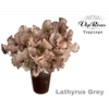 LATHYR GREY