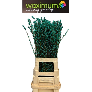 Salix Wilgenkatjes Turquoise