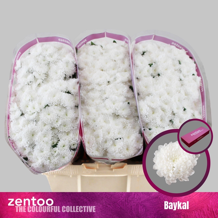 <h4>CHR S BAYKAL</h4>