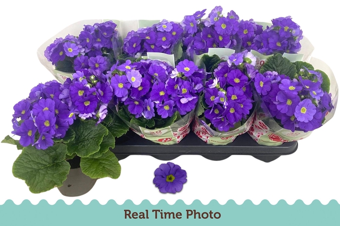 <h4>PRIM OB TM D BLUE</h4>