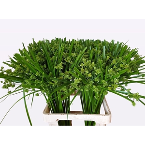 CYPERUS GLABER