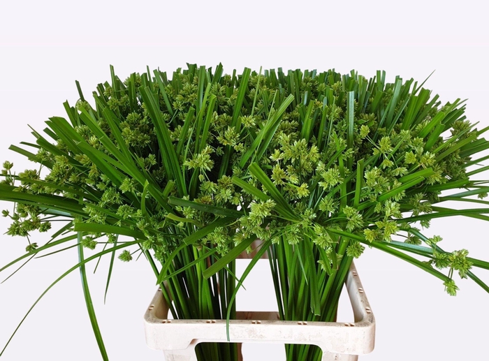 <h4>CYPERUS GLABER</h4>