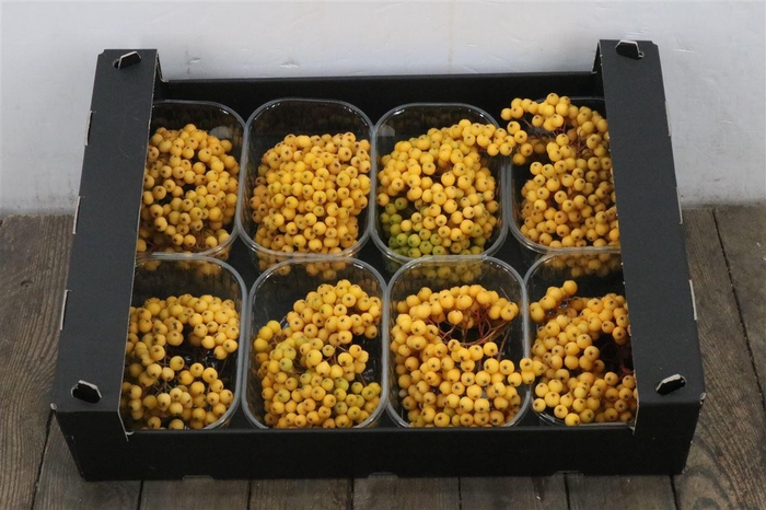 Sier Sorbusbes Yellow X8