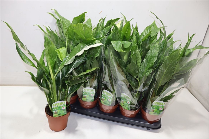 <h4>arr8 Spath Diamond</h4>