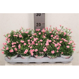Dianthus Diantica Peach Party