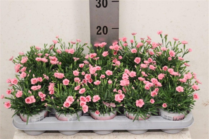 <h4>Dianthus Diantica Peach Party</h4>