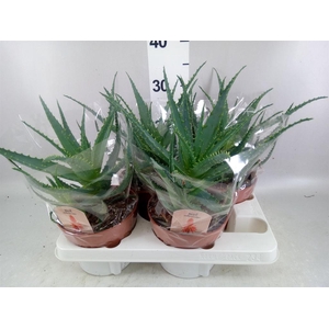 Aloe arborescens