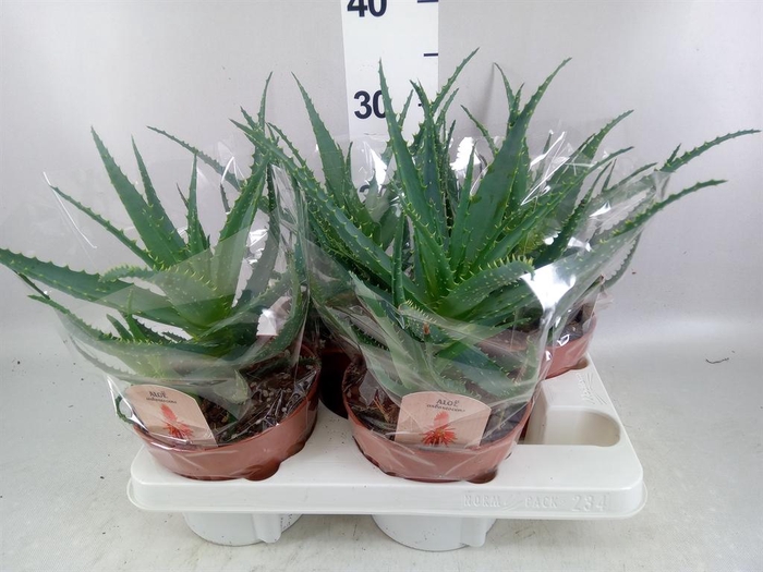 <h4>Aloe arborescens</h4>