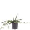 Cotoneaster procumbens Streibs Fi