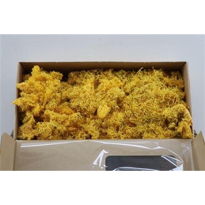 Mos Reindeer Moss 500gr Yellow