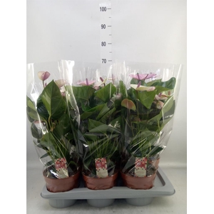 Anthurium andr. 'Laguna'