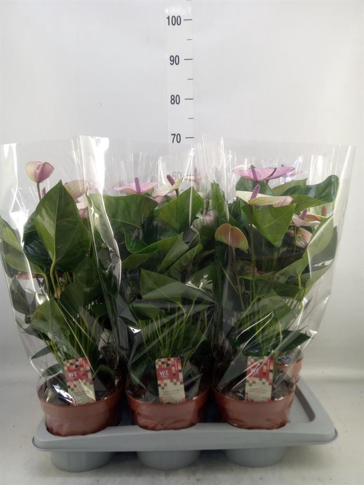 <h4>Anthurium andr. 'Laguna'</h4>