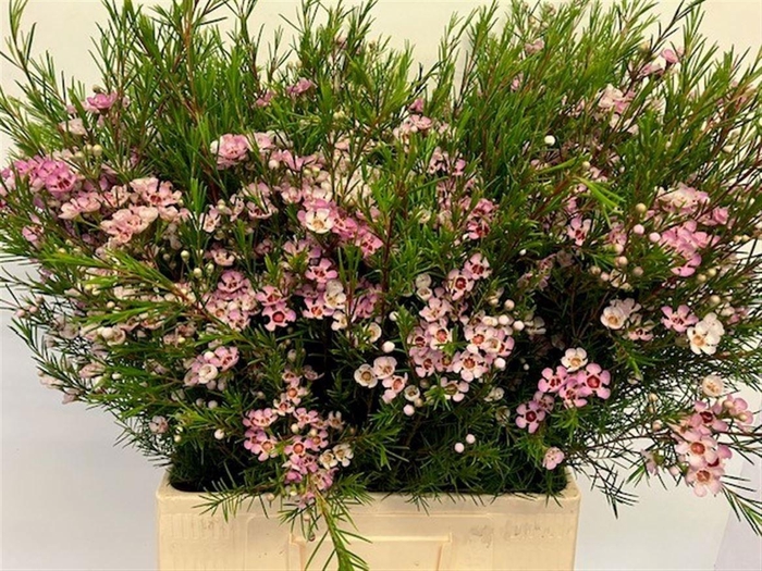 <h4>CHAME UN WENDY ROSE</h4>