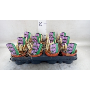 Crocus vernus 'Pickwick'