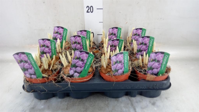 <h4>Crocus vernus 'Pickwick'</h4>