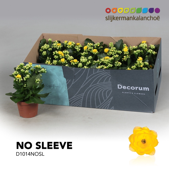 <h4>Kalanchoe No Sleeve - Yellow</h4>