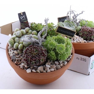 ARR SEMPERVIVUM