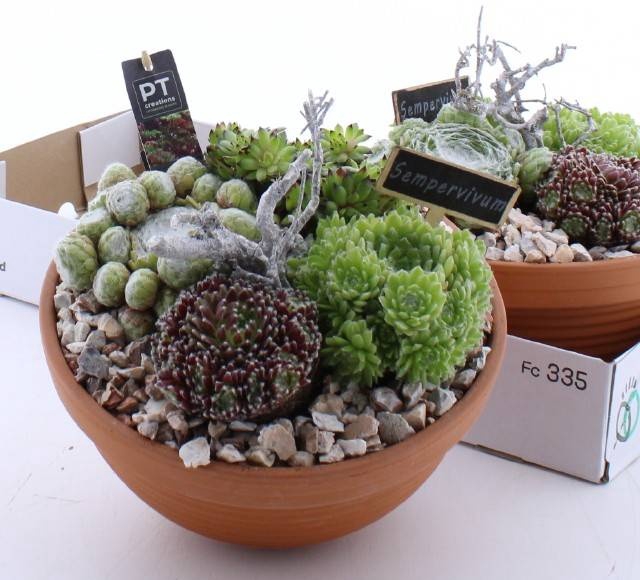 <h4>ARR SEMPERVIVUM</h4>