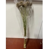 DRIED SCABIOSA