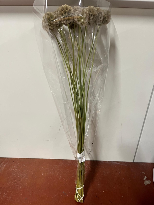 DRIED SCABIOSA
