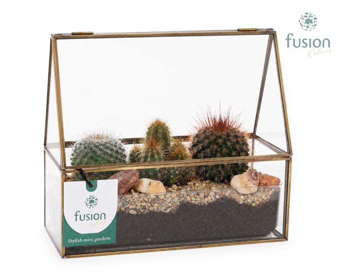 <h4>Glazen terrarium mini garden met Cactus</h4>