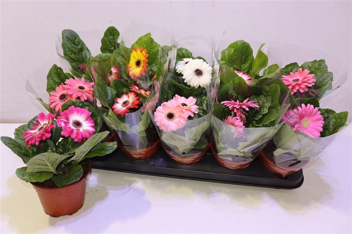 <h4>arr8 Ger Gem</h4>