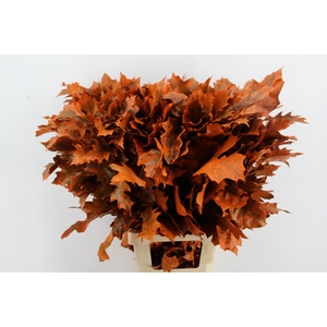 QUERC RUBRA 80CM FROST ORANGE