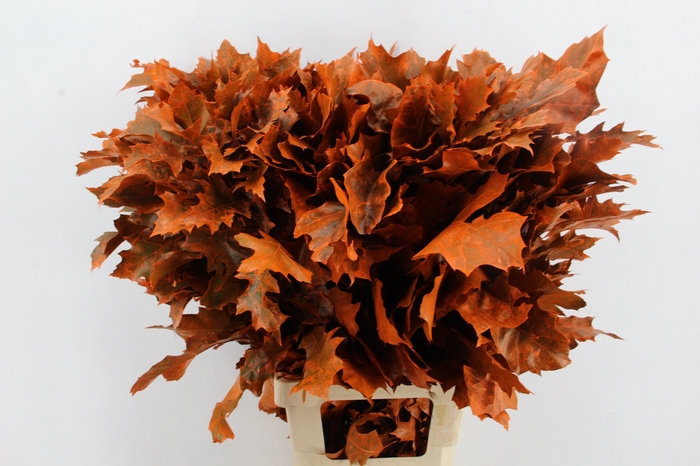 <h4>QUERC RUBRA 80CM FROST ORANGE</h4>