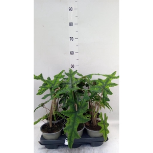 Alocasia   ...