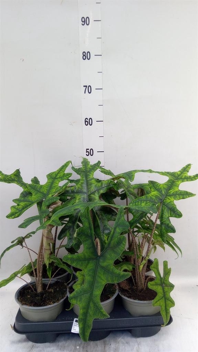 <h4>Alocasia ...</h4>