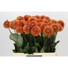 Dahlia Cornel Bronze