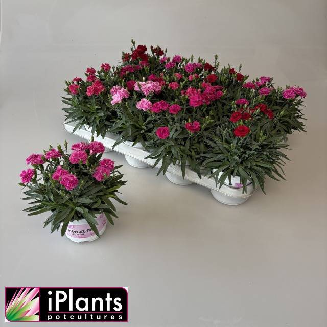 <h4>DIANTHUS PEMAN MIX P12</h4>