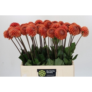 Dahlia Cornel Bronze