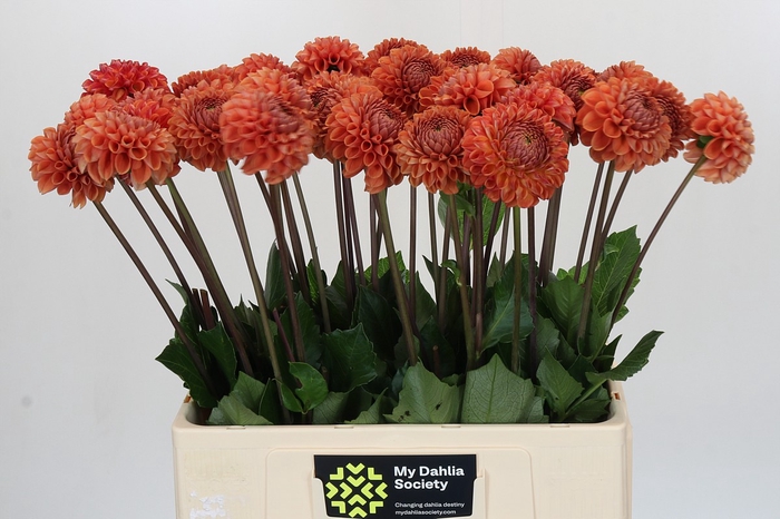 <h4>Dahlia Cornel Bronze</h4>