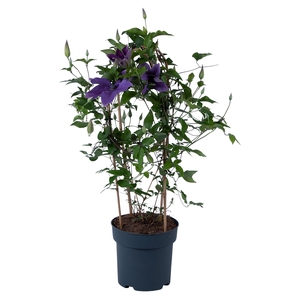 Nolina Clematis | Garland Blue