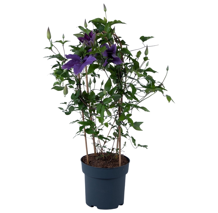 <h4>Nolina Clematis | Garland Blue</h4>