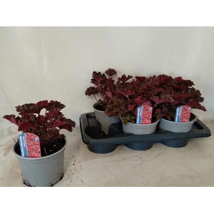 HEUCH MICRANTHA