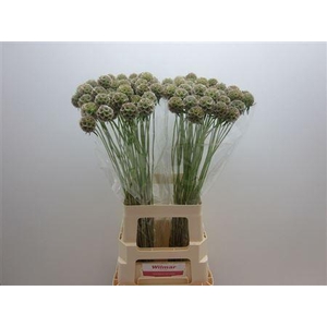 SCABIOSA STELLATA ZD