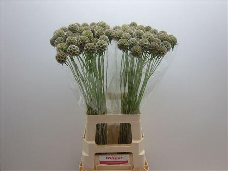 <h4>SCABIOSA STELLATA ZD</h4>