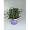 Lavandula angustifolia Hidcote