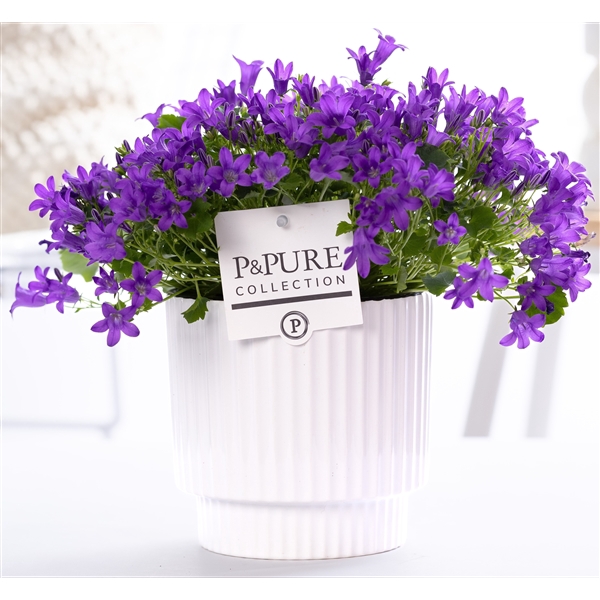 <h4>Campanula Porto LL Pure Ivy Ceramics</h4>