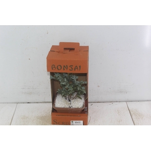 BONSAI JUNIOR VASO PLASTICO 1.1L
