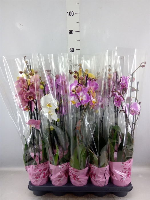 <h4>Phalaenopsis   ...mix  5</h4>