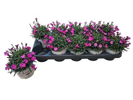 <h4>Dian Picture Perfect</h4>