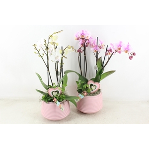 arr2 JS - Ker. ribbel roze pot Phal x3
