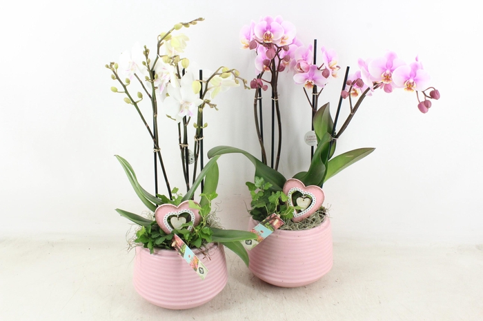 <h4>arr2 JS - Ker. ribbel roze pot Phal x3</h4>