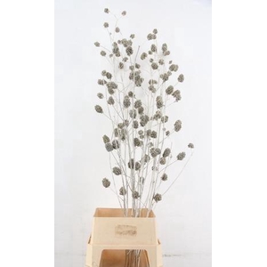 Glycyrrhiza Platina Glitter