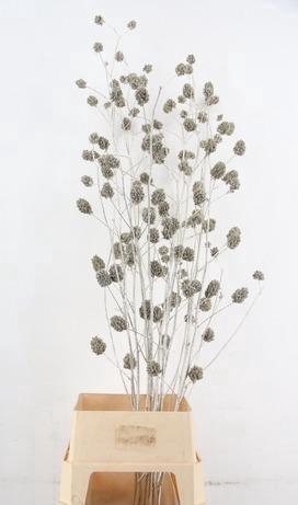 <h4>Glycyrrhiza Platina Glitter</h4>