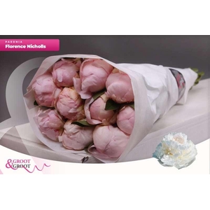 Paeonia Florence Nicholls | Heavy Quality